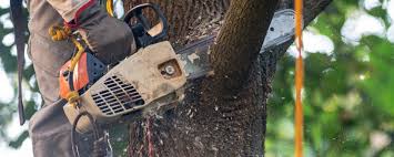 Best Tree Health Inspection  in Mountville, PA