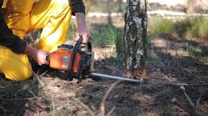 Best Tree Fertilization  in Mountville, PA