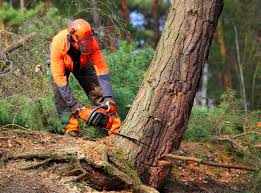 Best Tree Cabling and Bracing  in Mountville, PA