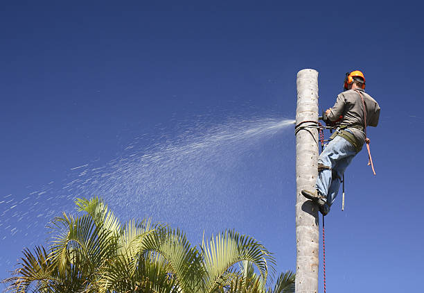 How Our Tree Care Process Works  in  Mountville, PA
