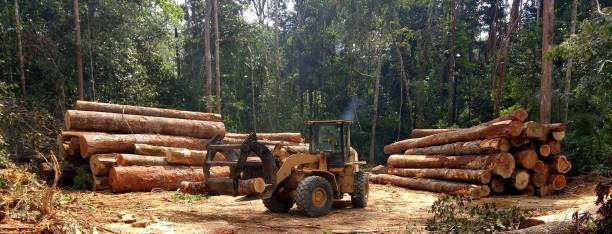 Best Lot and Land Clearing  in Mountville, PA