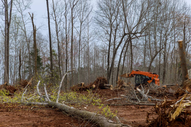Reliable Mountville, PA Tree Care Solutions
