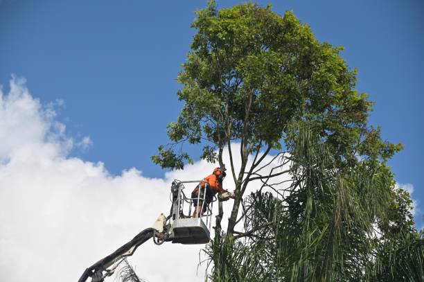 Best Tree Disease Treatment  in Mountville, PA
