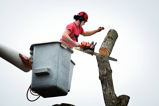 Best Hazardous Tree Removal  in Mountville, PA