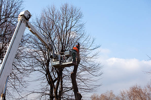 Best Seasonal Cleanup (Spring/Fall)  in Mountville, PA