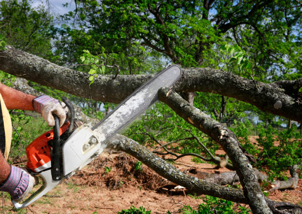 Best Emergency Tree Removal  in Mountville, PA